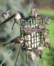 Bird Feeders Oklahoma City photos Bird Feeders Oklahoma City photos
