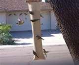 images of Bird Feeders Effect On Birds images of Bird Feeders Effect On Birds