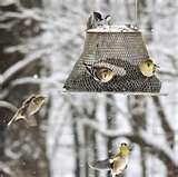 photos of Bird Feeder American