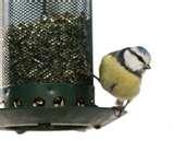 Bird Feeders Effect On Birds