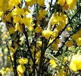 Quercus Bird Feeders images Quercus Bird Feeders images