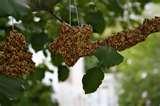 Bird Feeders Gelatin images