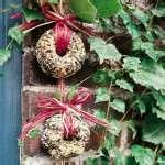 images of Bird Feeders Gelatin images of Bird Feeders Gelatin