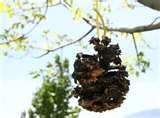 Bird Feeder Peanut Butter images