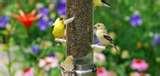 pictures of Bird Feeder Nyjer Seed