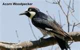 images of Bird Feeders North Jersey images of Bird Feeders North Jersey