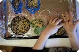 pictures of Bird Feeders Gelatin pictures of Bird Feeders Gelatin