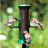 photos of Bird Feeder Nyjer Seed photos of Bird Feeder Nyjer Seed