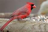 Bird Feeder American pictures Bird Feeder American pictures