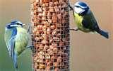 pictures of Bird Feeders Effect On Birds