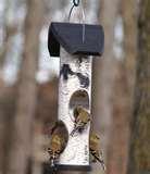 Bird Feeder Nyjer Seed images Bird Feeder Nyjer Seed images