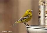 Bird Feeders North Jersey pictures Bird Feeders North Jersey pictures