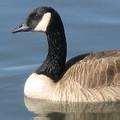 images of Bird Feeders North Jersey images of Bird Feeders North Jersey