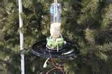 Bird Feeders From Soda Bottles pictures Bird Feeders From Soda Bottles pictures