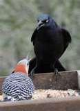 images of Bird Feeder Wars images of Bird Feeder Wars