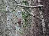 Rspb Bird Feeders Make Rspb Bird Feeders Make
