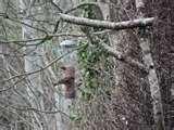 images of Rspb Bird Feeders Make images of Rspb Bird Feeders Make