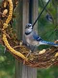 Bird Feeder My Deck images Bird Feeder My Deck images