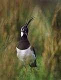 pictures of Rspb Bird Feeders Make