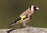 images of Rspb Bird Feeders Make images of Rspb Bird Feeders Make