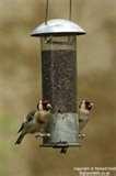pictures of Rspb Bird Feeders Make
