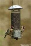 pictures of Rspb Bird Feeders Make pictures of Rspb Bird Feeders Make