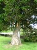 Hanging Bird Feeders From Trees images