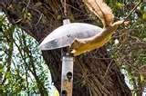 pictures of Bird Feeders From Soda Bottles