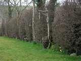 pictures of Rspb Bird Feeders Make pictures of Rspb Bird Feeders Make