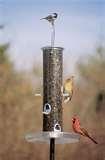 Bird Feeders From Soda Bottles photos