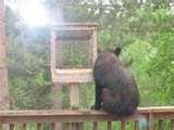 Bird Feeder My Deck pictures