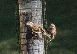 Bird Feeder My Deck photos