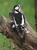 Bird Feeders Woodpeckers images