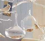 pictures of Hanging Bird Feeders From Trees