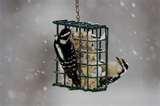 Bird Feeders Woodpeckers pictures Bird Feeders Woodpeckers pictures