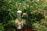 photos of Bird Feeder Wars photos of Bird Feeder Wars