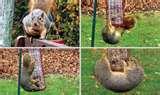 images of Bird Feeder Wars images of Bird Feeder Wars