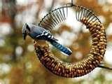 pictures of Bird Feeder Wreath