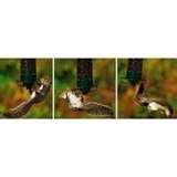 Yankee Bird Feeder Squirrel Yankee Bird Feeder Squirrel