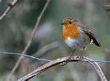 photos of Rspb Bird Feeders Make photos of Rspb Bird Feeders Make