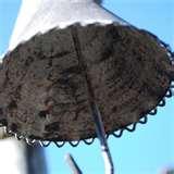 images of Bird Feeder Apples images of Bird Feeder Apples
