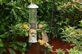 Bird Feeder Wars photos Bird Feeder Wars photos