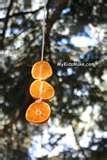 images of Hanging Bird Feeders From Trees