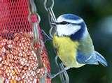 Rspb Bird Feeders Make images