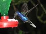 images of Humming Bird Feeder Solution