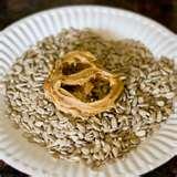 Bird Feeder With Peanut Butter Bird Feeder With Peanut Butter