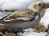 Bird Feeder Snow Bunting