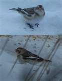 Bird Feeder Snow Bunting pictures