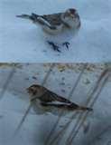 Bird Feeder Snow Bunting pictures Bird Feeder Snow Bunting pictures