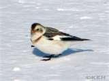 photos of Bird Feeder Snow Bunting